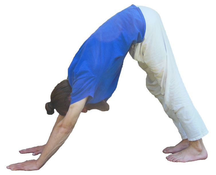 Adho Muka Svanasana